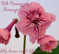 DS-Французский Поцелуй