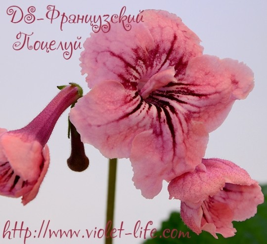 DS-Французский Поцелуй
