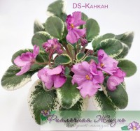 DS-Канкан