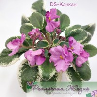 DS-Канкан