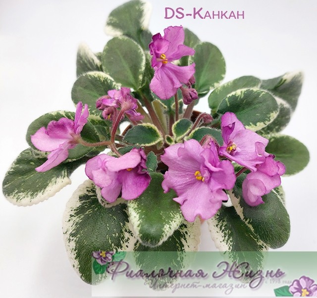 DS-Канкан
