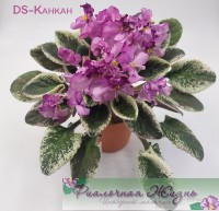 DS-Канкан