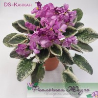 DS-Канкан