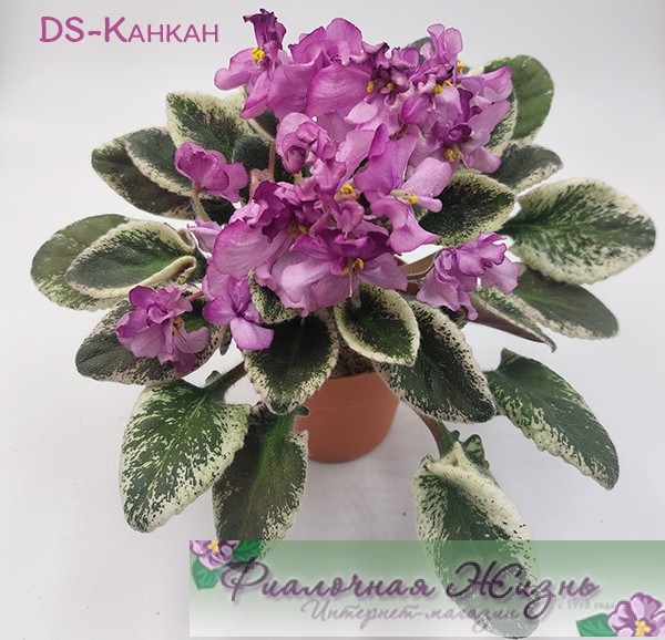DS-Канкан