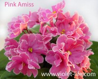 Pink Amiss