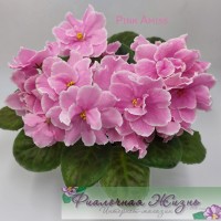 Pink Amiss