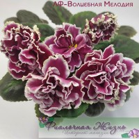 ЛФ-Волшебная Мелодия