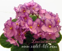 Luminescence