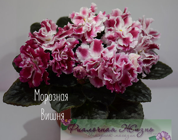 Морозная Вишня