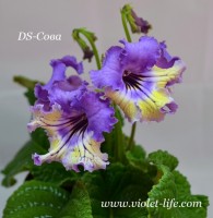 DS-Сова 