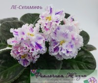 ЛЕ-Суламифь