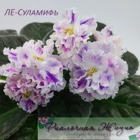 ЛЕ-Суламифь