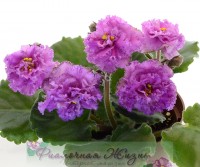 ЛЕ-Мария Мирабелла