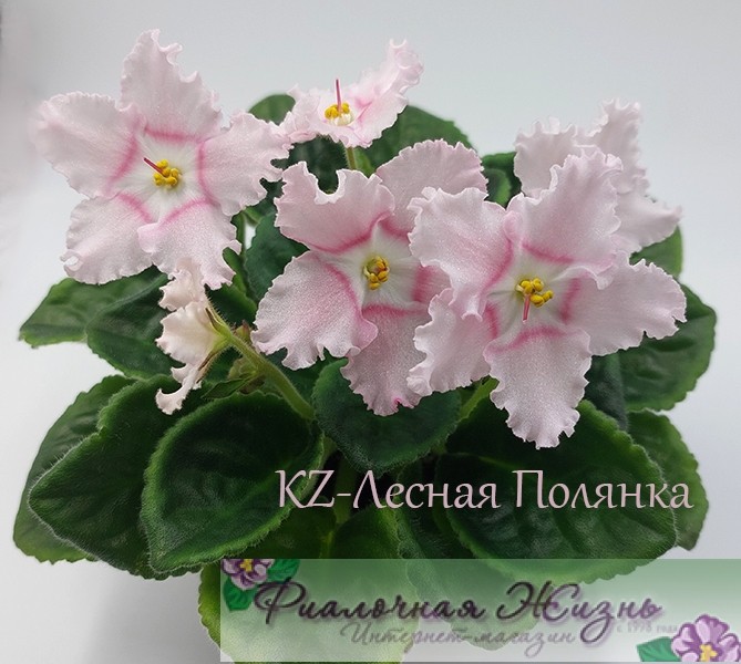 KZ-Лесная Полянка