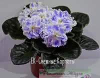 Ек Новогодняя Открытка