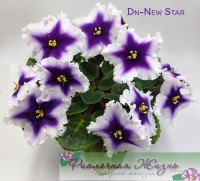 Dn-New Star