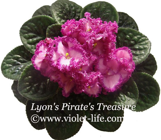 Lyon's Pirate's Treasure