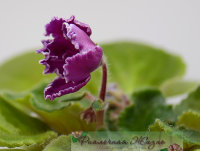 ЛЕ-Рита