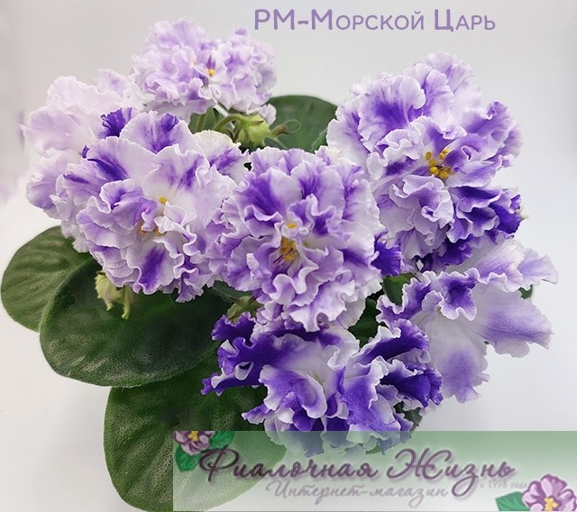РМ-Морской Царь