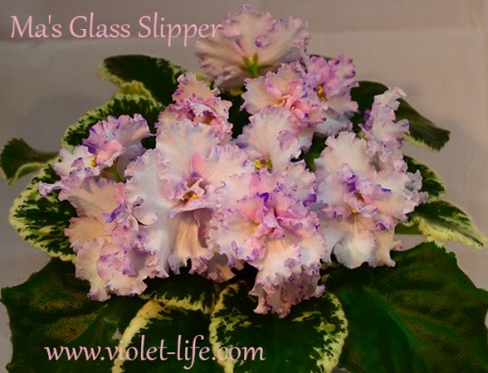Ma's Glass Slipper (Robinson)