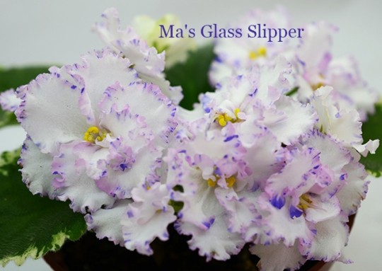 Ma's Glass Slipper (Robinson)