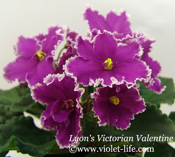 Lyon's Victorian Valentine