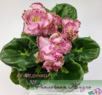 ЛЕ-Медуница