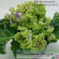 АВ-Бермудский Треугольник (спорт)