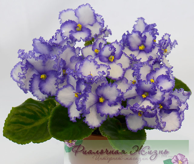 Purple Crest