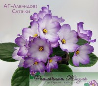 АГ-Лавандовi Сутiнки
