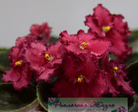 Dn-Плезантвиль