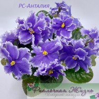 РС-Анталия