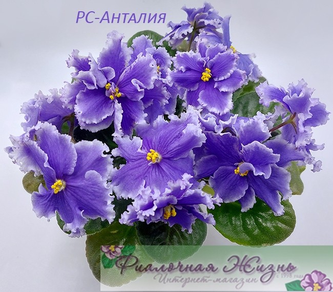 РС-Анталия