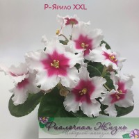 P-Ярило XXL