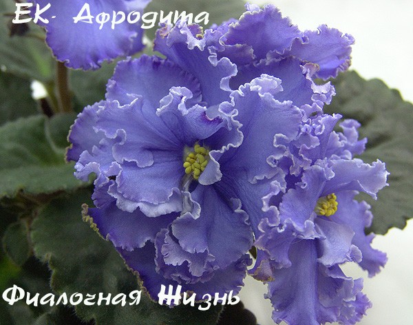 ЕК-Афродита