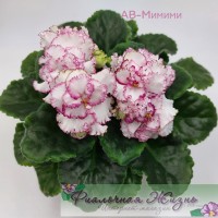 АВ-Мимими