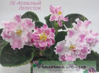 ЛЕ-Атласный Лепесток