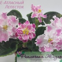 ЛЕ-Атласный Лепесток