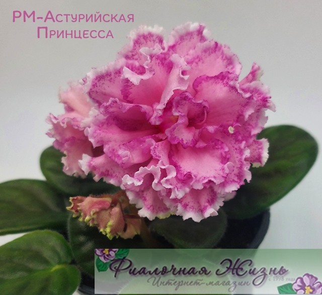 РМ-Астурийская Принцесса