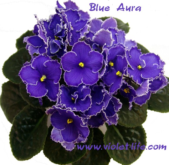 Blue Aura