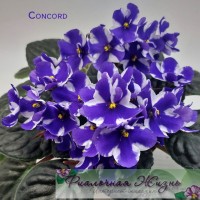 Concord