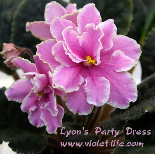 Lyon's Party Dress