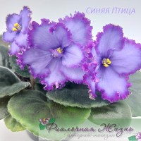 Синяя Птица