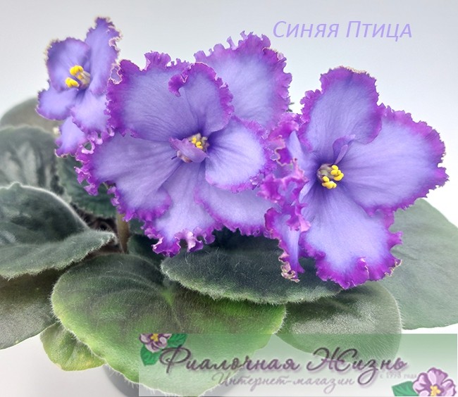 Синяя Птица
