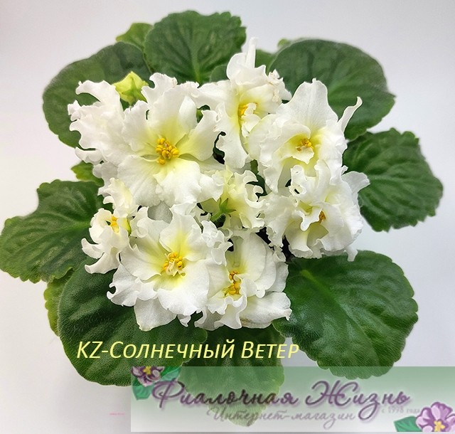 KZ-Солнечный Ветер
