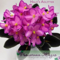 Halo's Aglitter