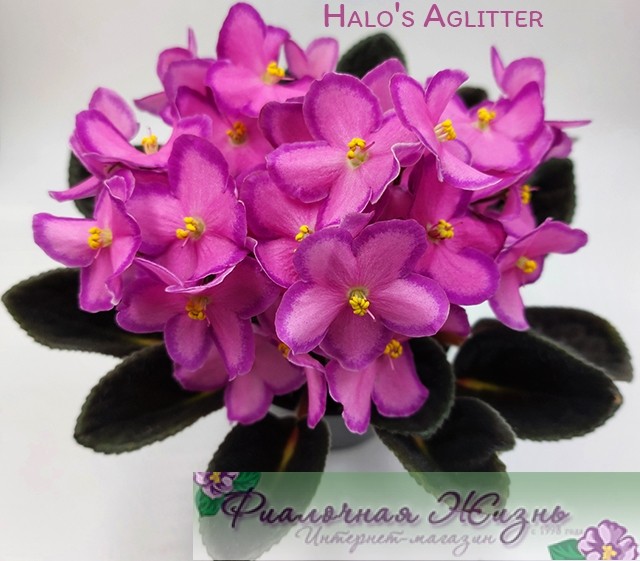 Halo's Aglitter