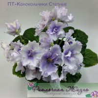 ПТ-Колокольчики Степные
