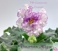 ТФ-Северное Сияние