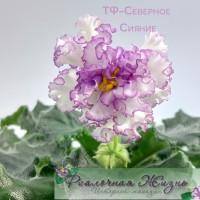 ТФ-Северное Сияние